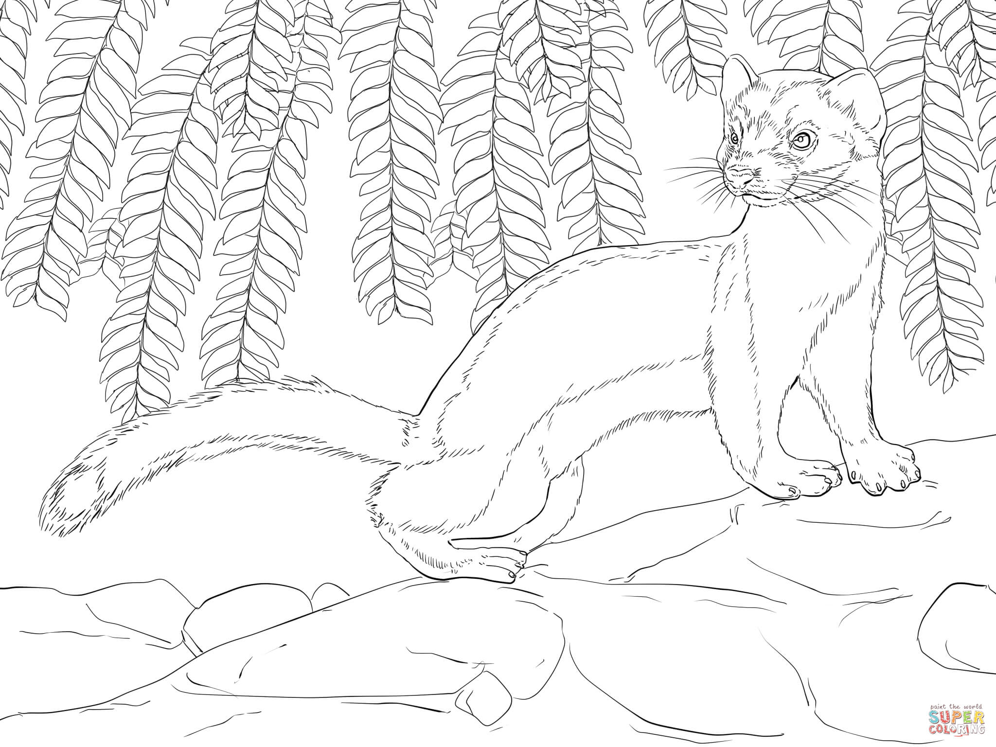 Long tailed weasel coloring page free printable coloring pages