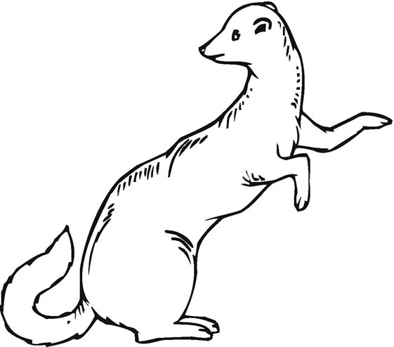 Stoat colouring page