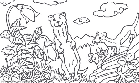 Animal coloring pages