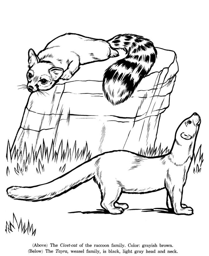 Animal drawings coloring pages civet