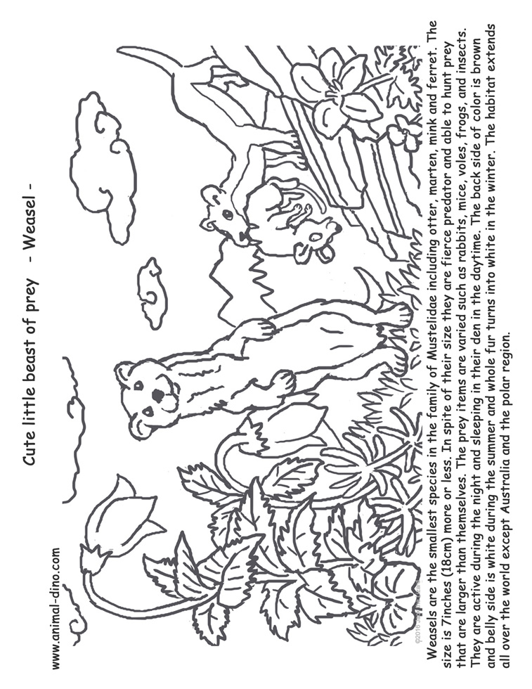 Animal coloring page weasel print size