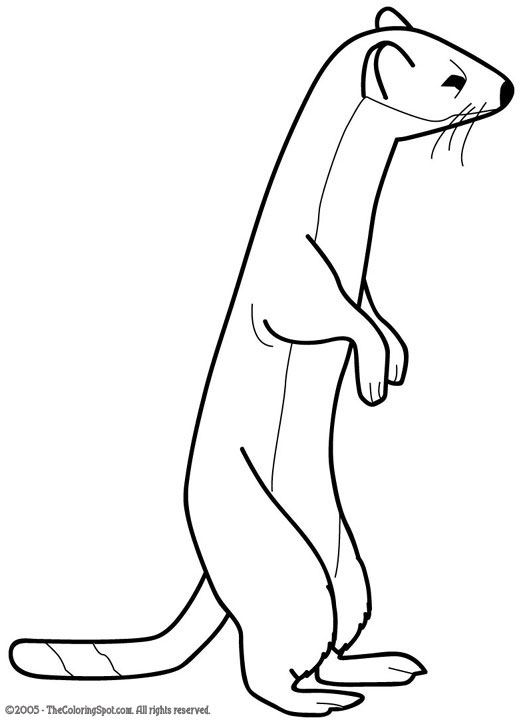 Weasel coloring page audio stories for kids free coloring pages colouring printables