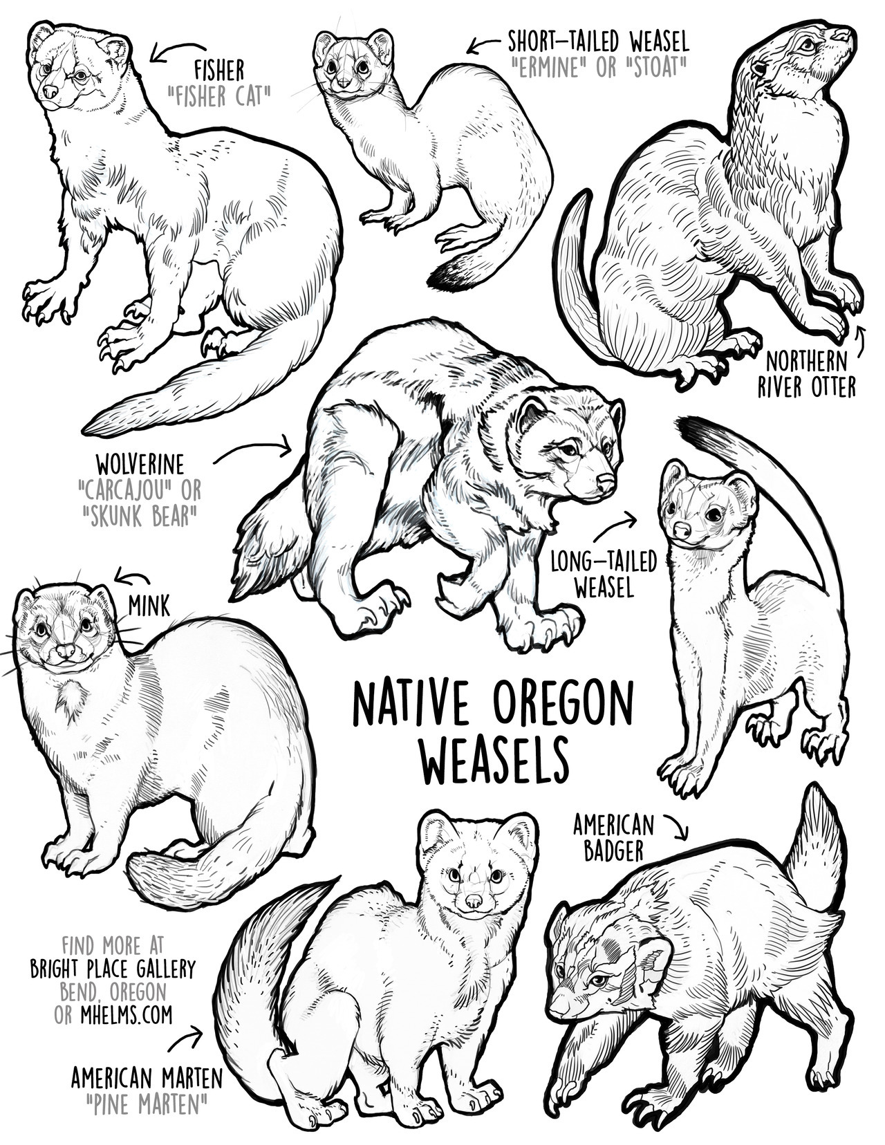 Chicken lore â mhelms native oregon weasels coloring book