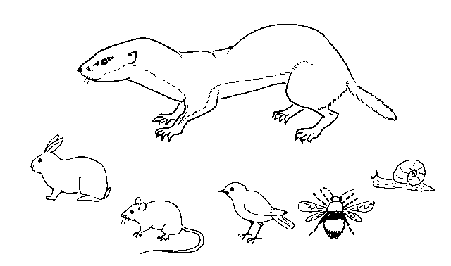 Coloring page weasel animals â printable coloring pages