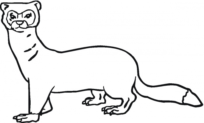 Weasel cute coloring pages adult coloring pages coloring pages