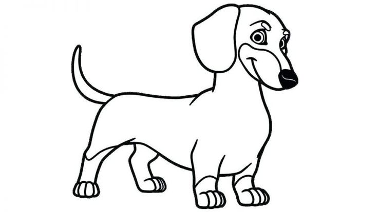 Dachshund coloring pages