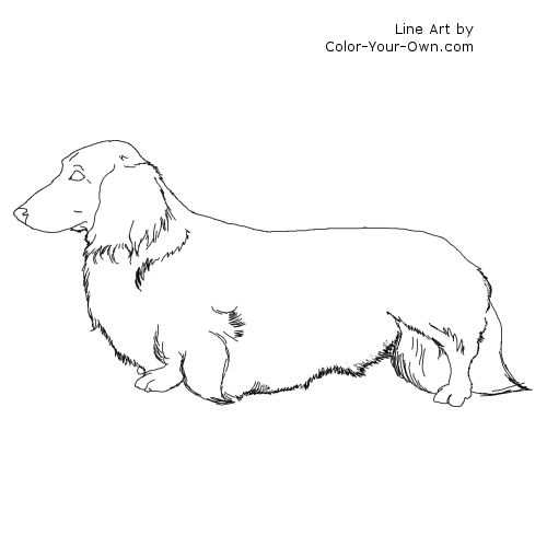 Longhaired dachshund dog coloring page