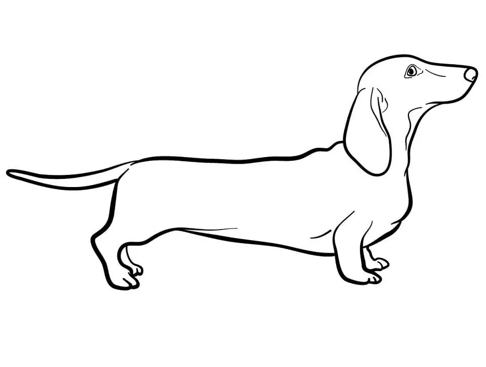 Dachshund coloring pages