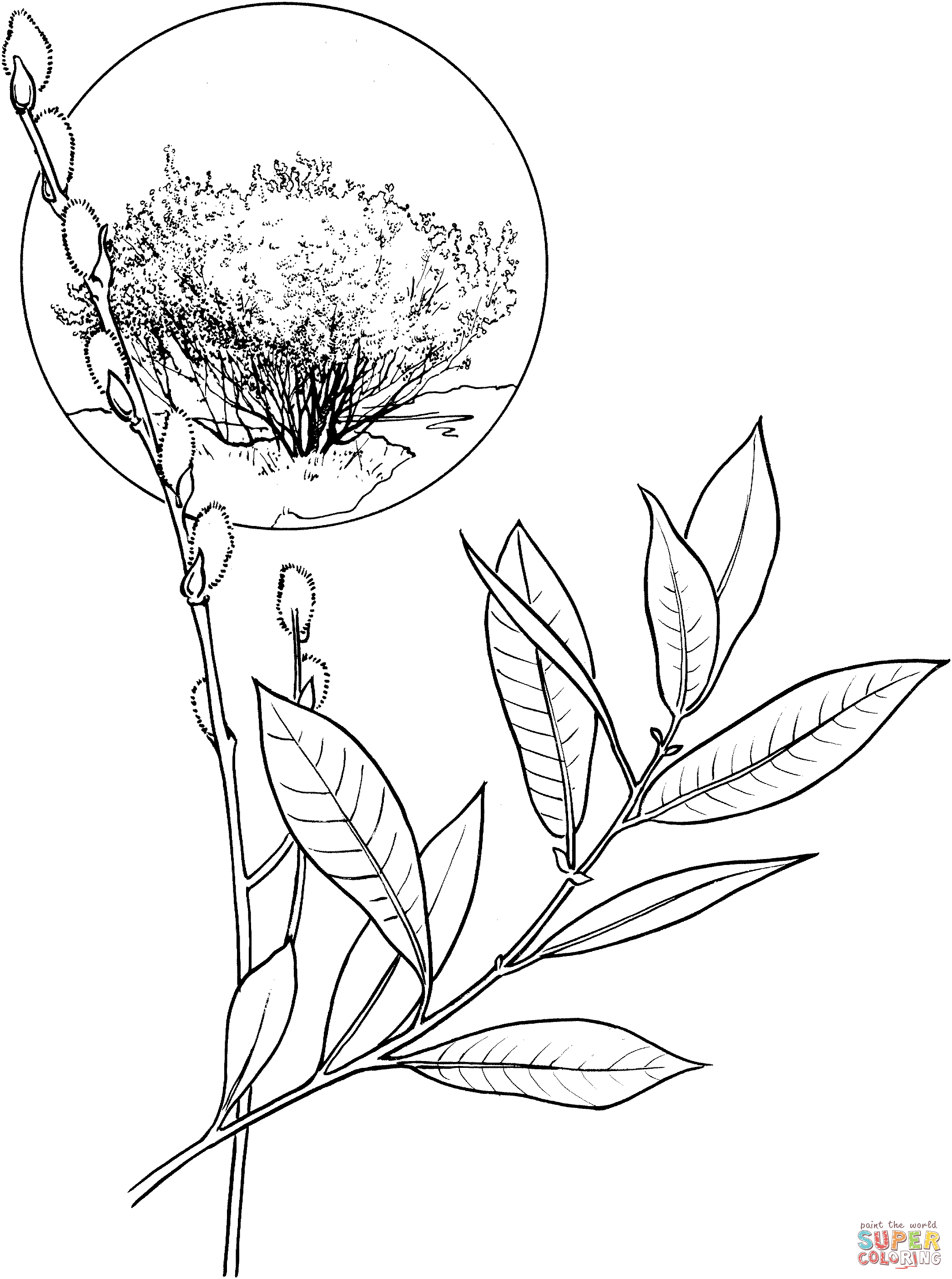American willow tree coloring page free printable coloring pages