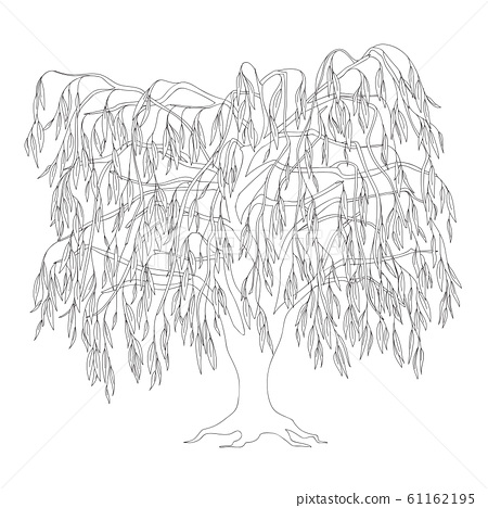 Black outline weeping willow for coloring book