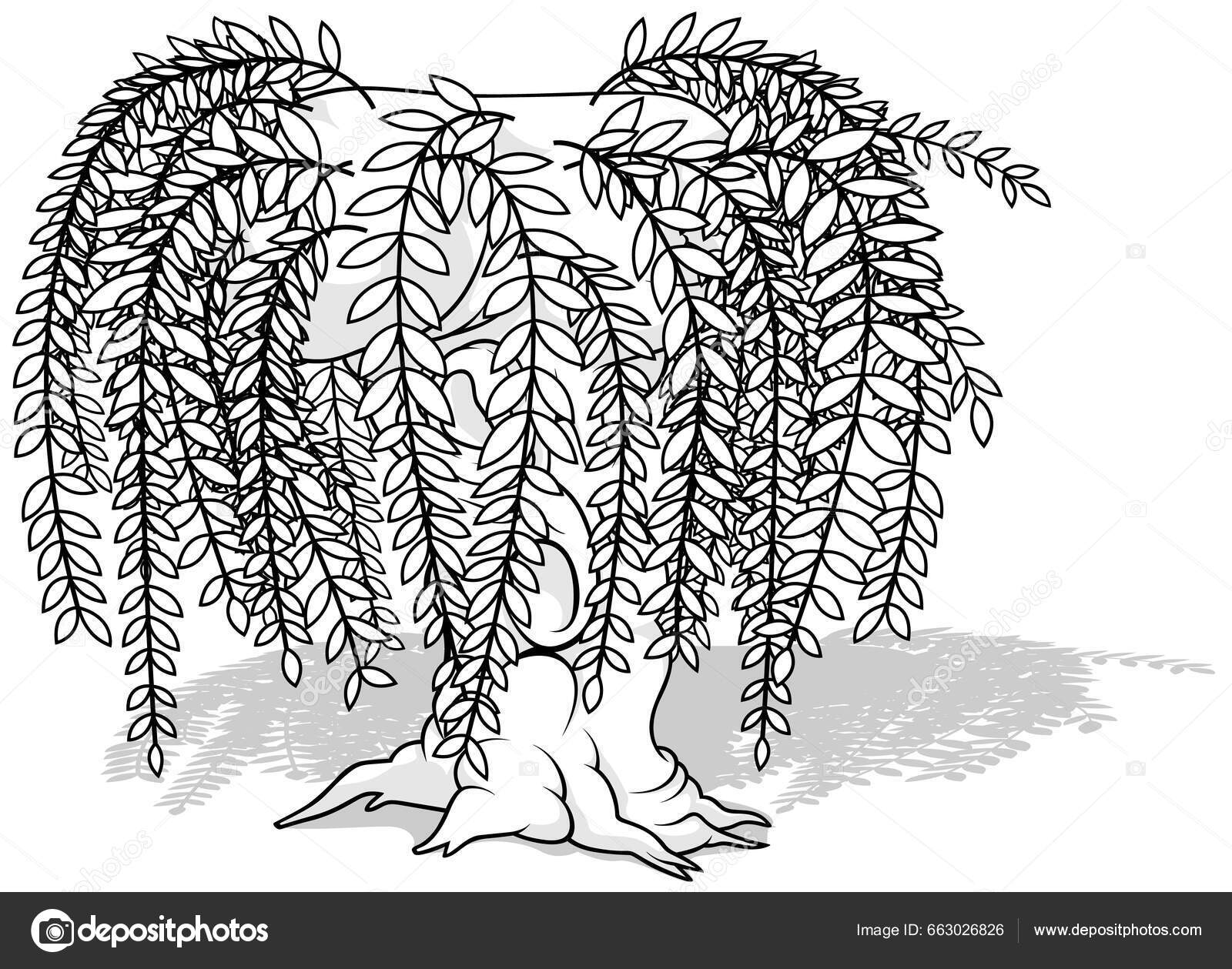 Drawing willow tree long twigs leaves cartoon illustration isolated white stock vector by dero