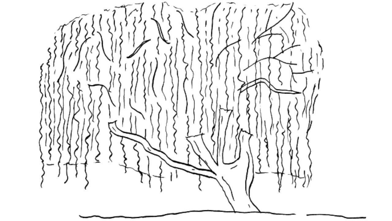 How to draw willow tree