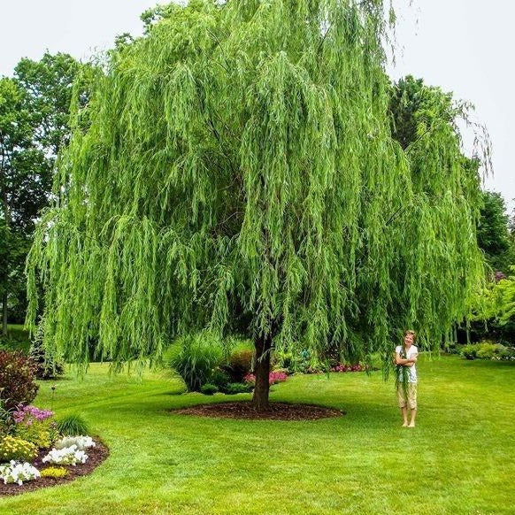 Weeping willow weeping willow tree for sale