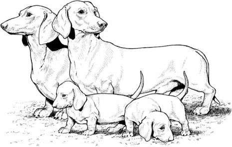 Dachshund with puppies coloring page super coloring dog coloring book dog coloring page puppy coloring pages