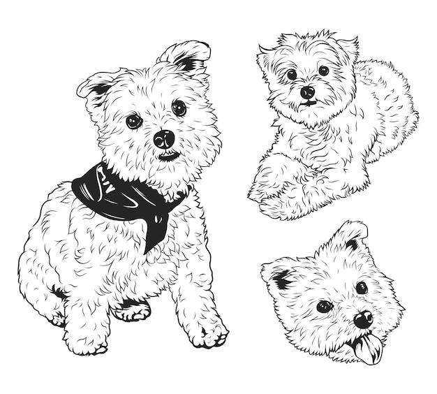 Premium vector a west highland white terrier westie dog set in a black and white vector line art