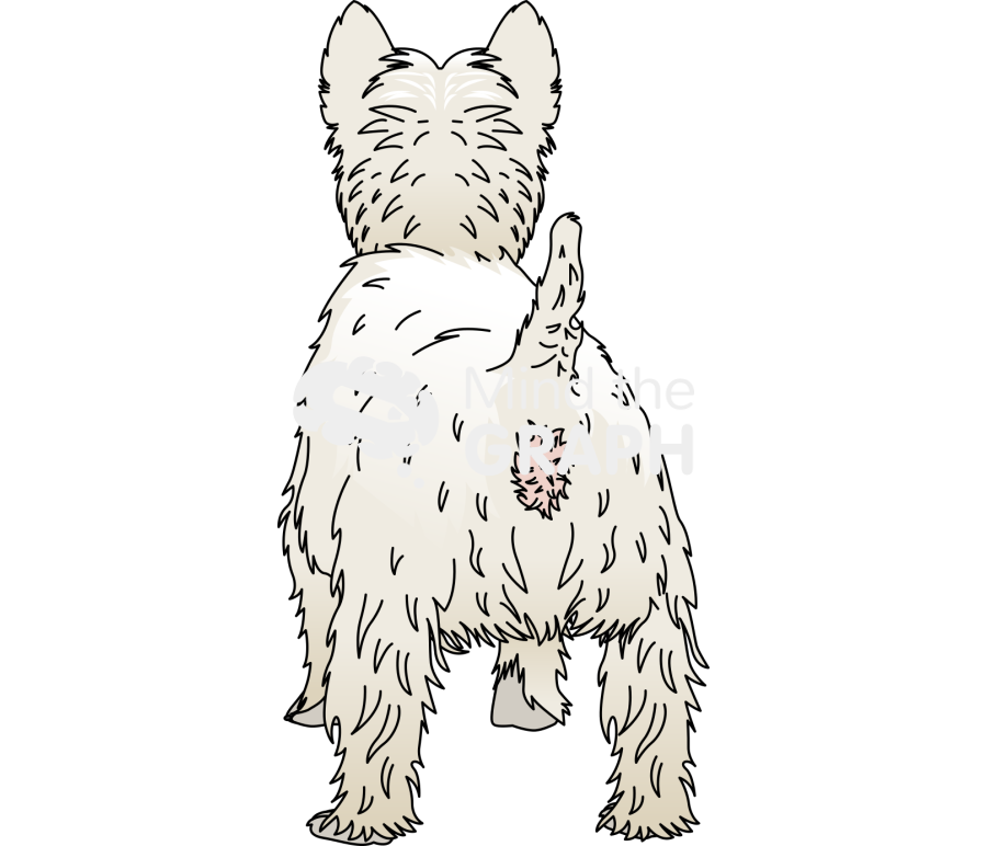 West highland white terrier back