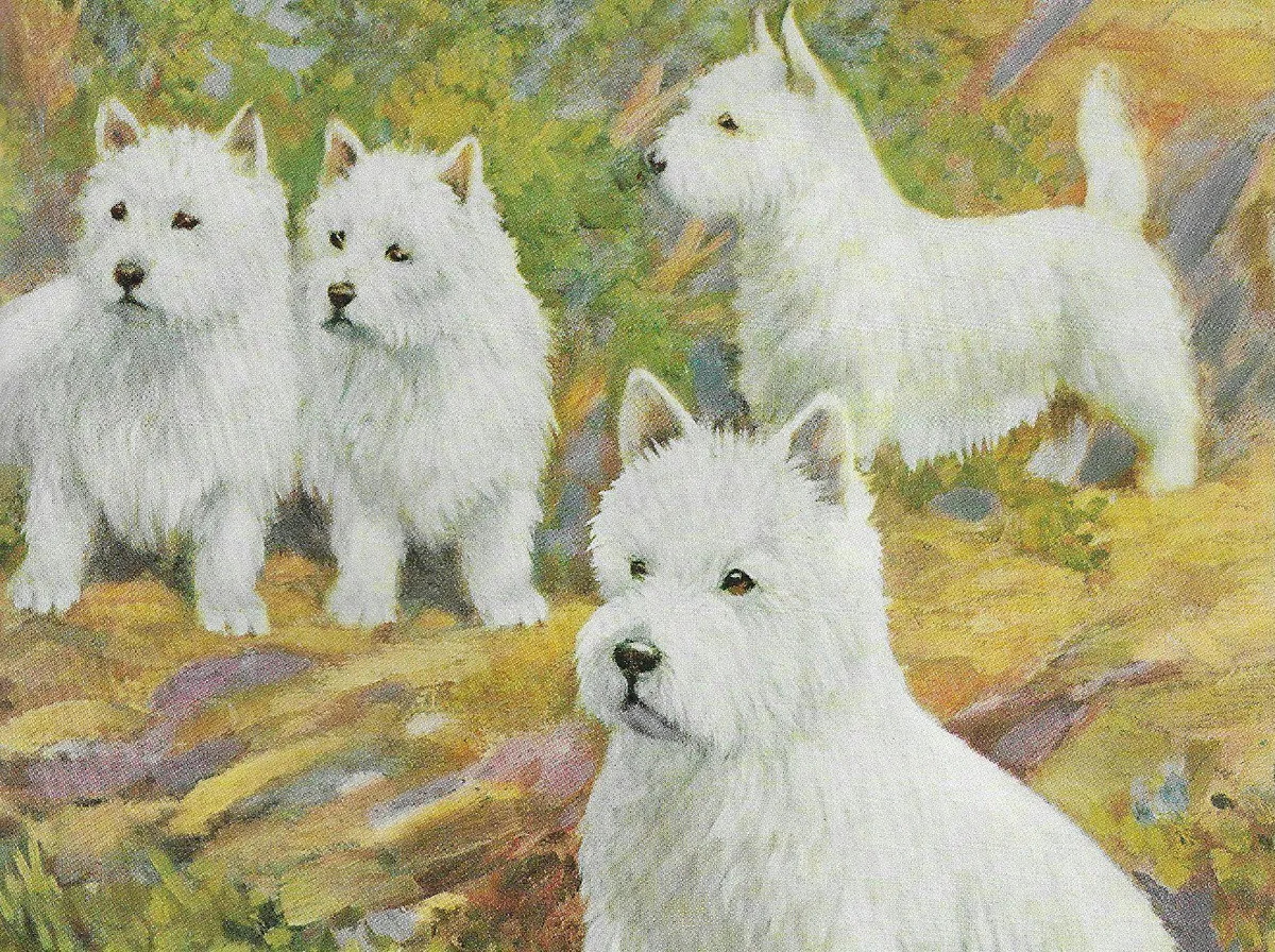 West highland terrier