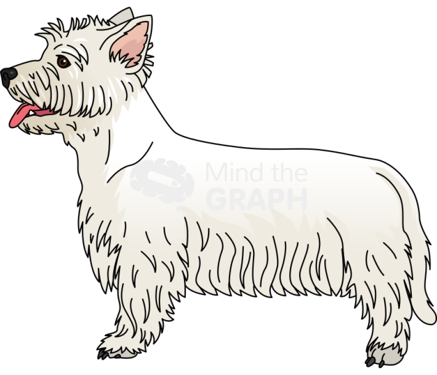 West highland white terrier lateral