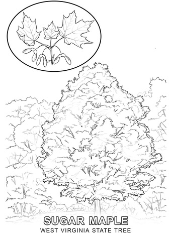 West virginia state tree coloring page free printable coloring pages