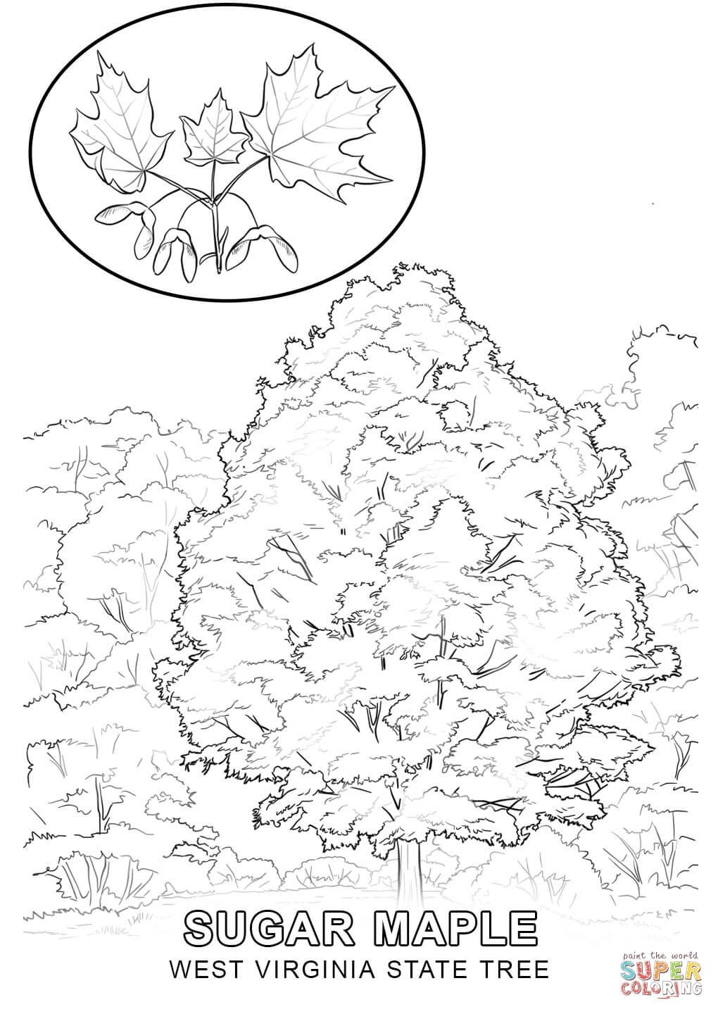 West virginia state tree coloring page free printable coloring pages flower coloring pages flag coloring pages tree coloring page