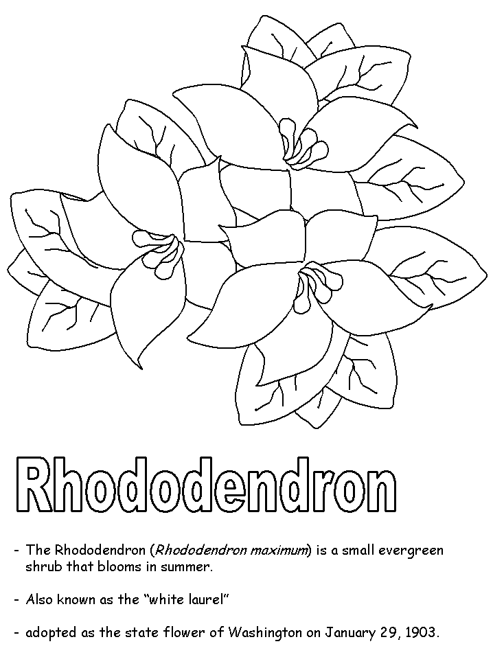 Rhododendron coloring page