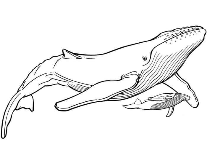 Blue whale coloring pages whale coloring pages whale sketch animal coloring pages