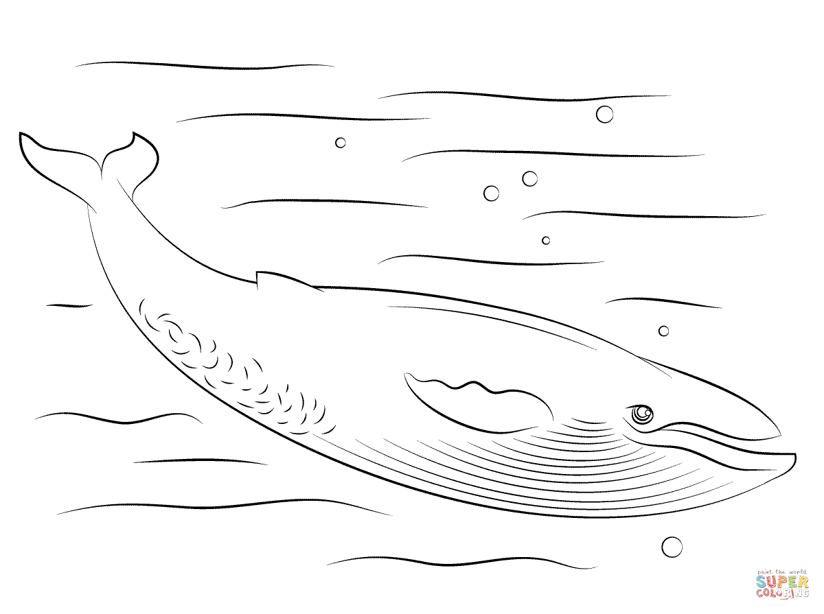 Cute blue whale coloring page free printable coloring pages