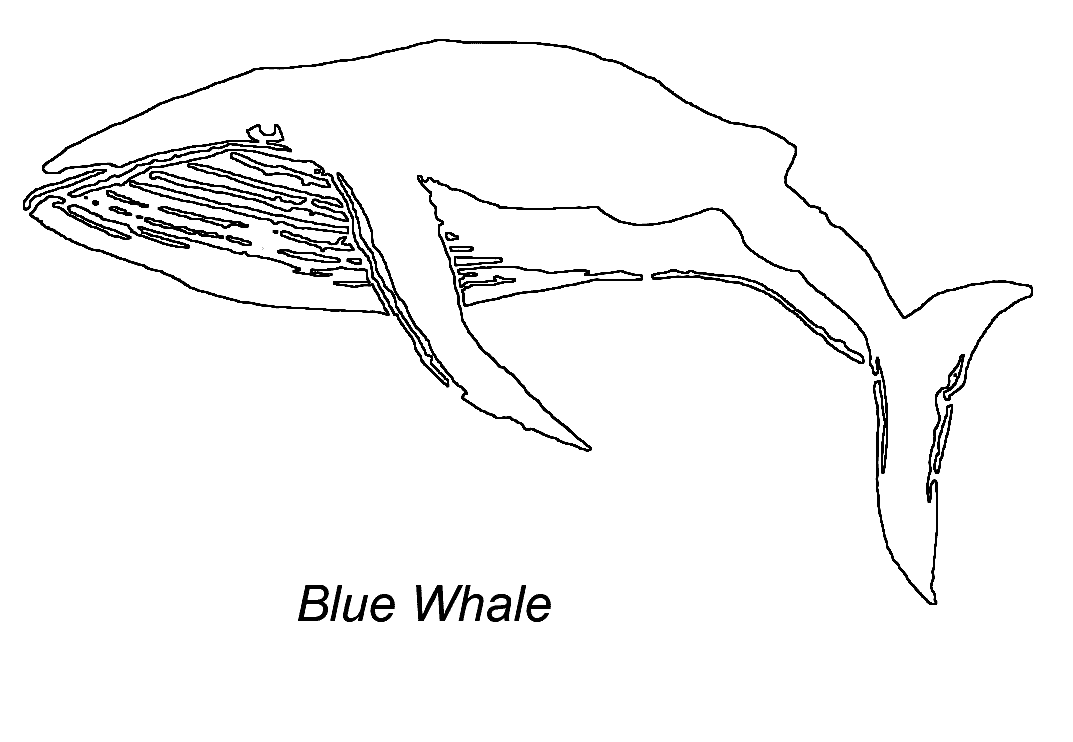 Blue whale coloring page