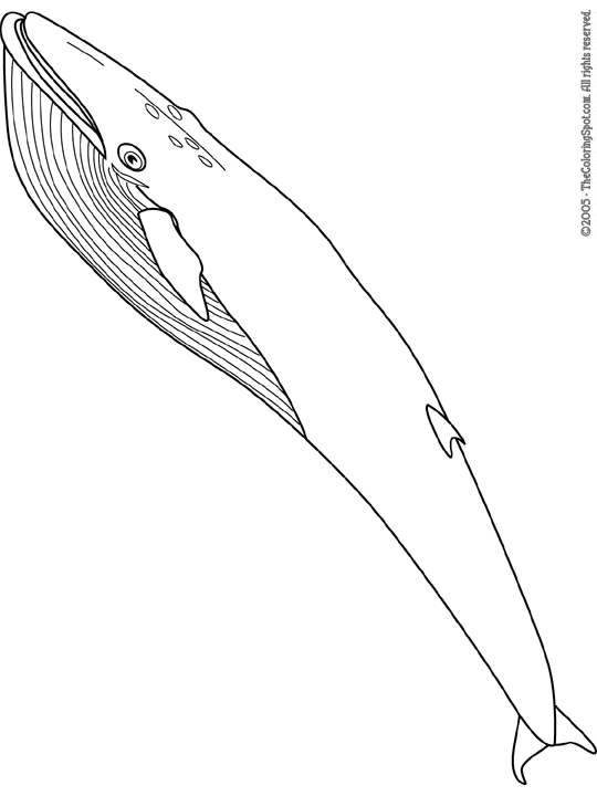 Blue whale coloring page audio stories for kids free coloring pages colouring printables