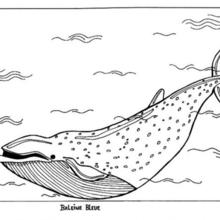 Blue whale coloring pages