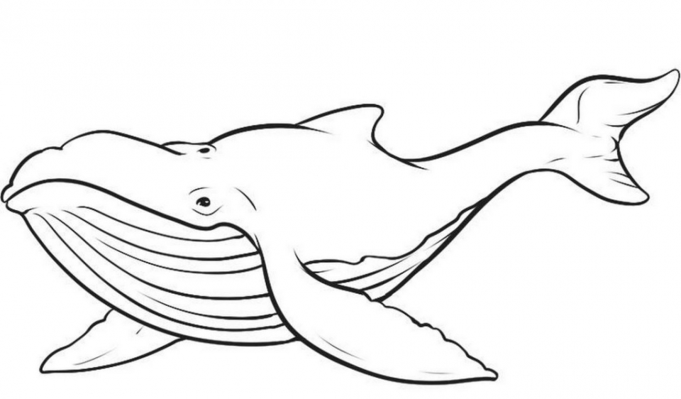 Get this printable whale coloring pages