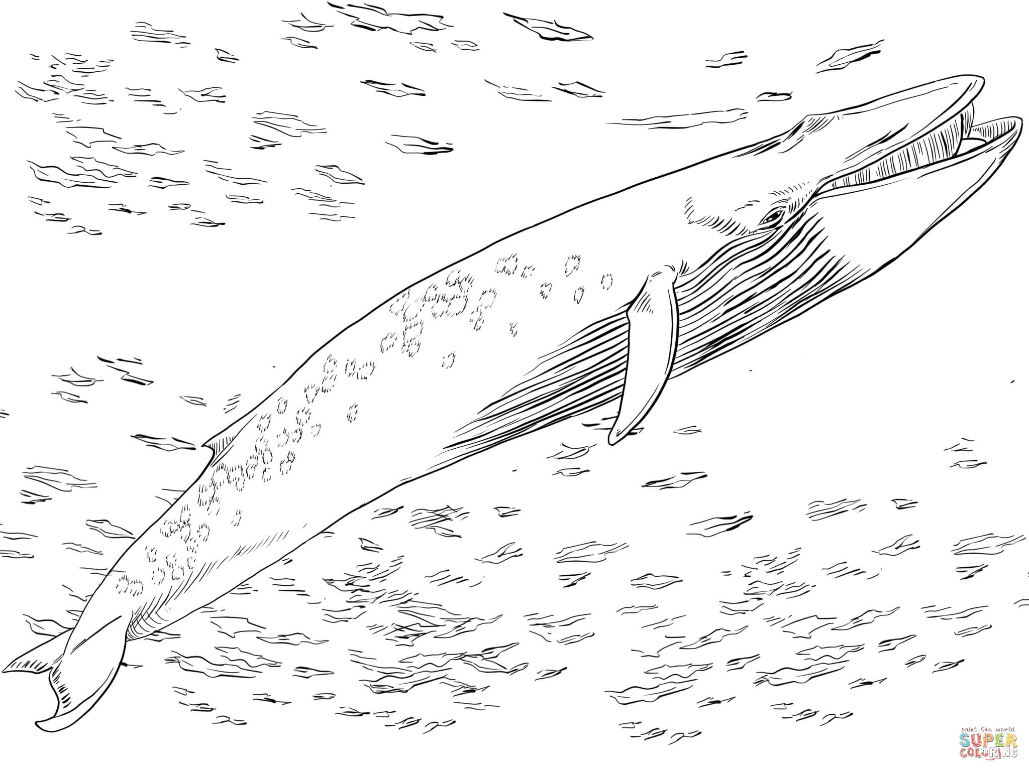 Blue baleen whale coloring page free printable coloring pages