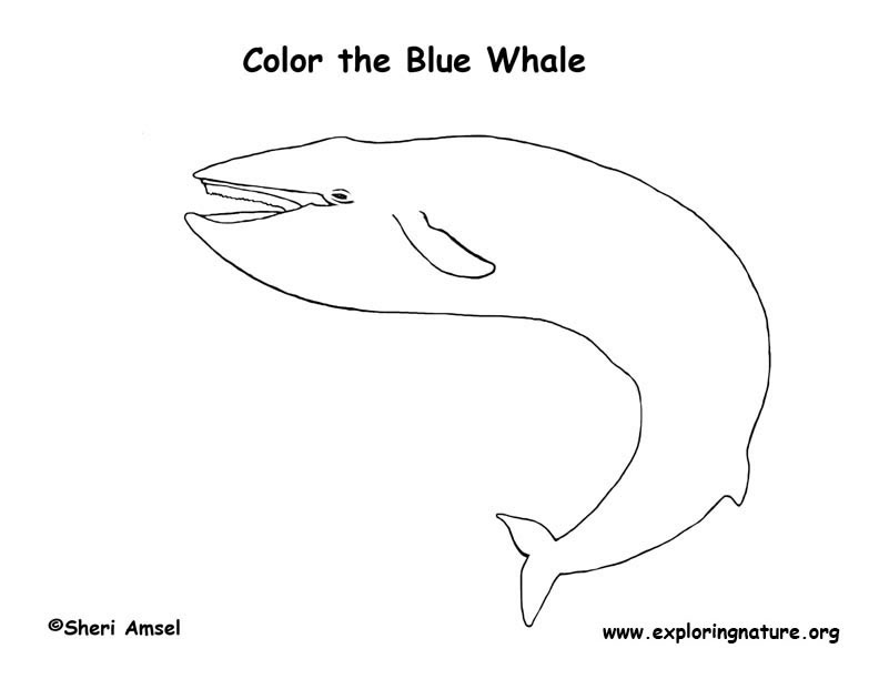 Whale blue coloring page