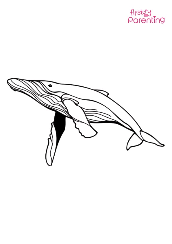 Swimming blue whale coloring page for kids