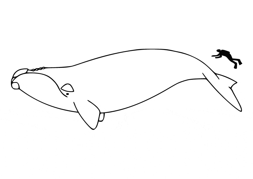 Blue whale coloring page