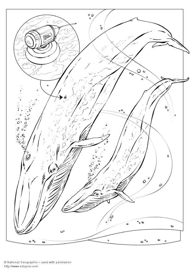 Coloring page blue whale