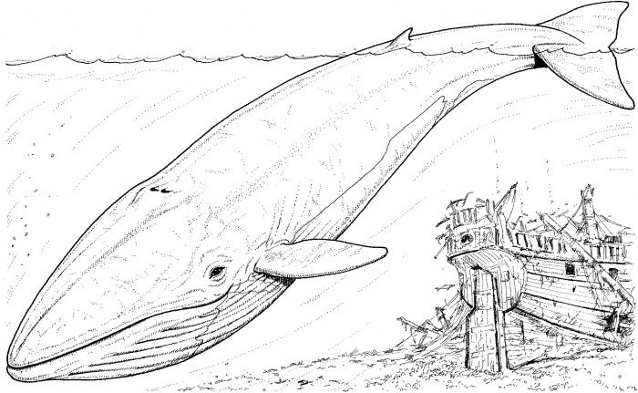 Blue whale and sinking boat coloring page super coloring whale coloring pages coloring pages nature sea animals drawings