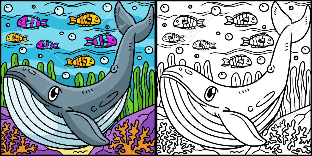 Blue whale coloring page colored illustration royalty free svg cliparts vectors and stock illustration image