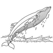 Blue whale coloring pages