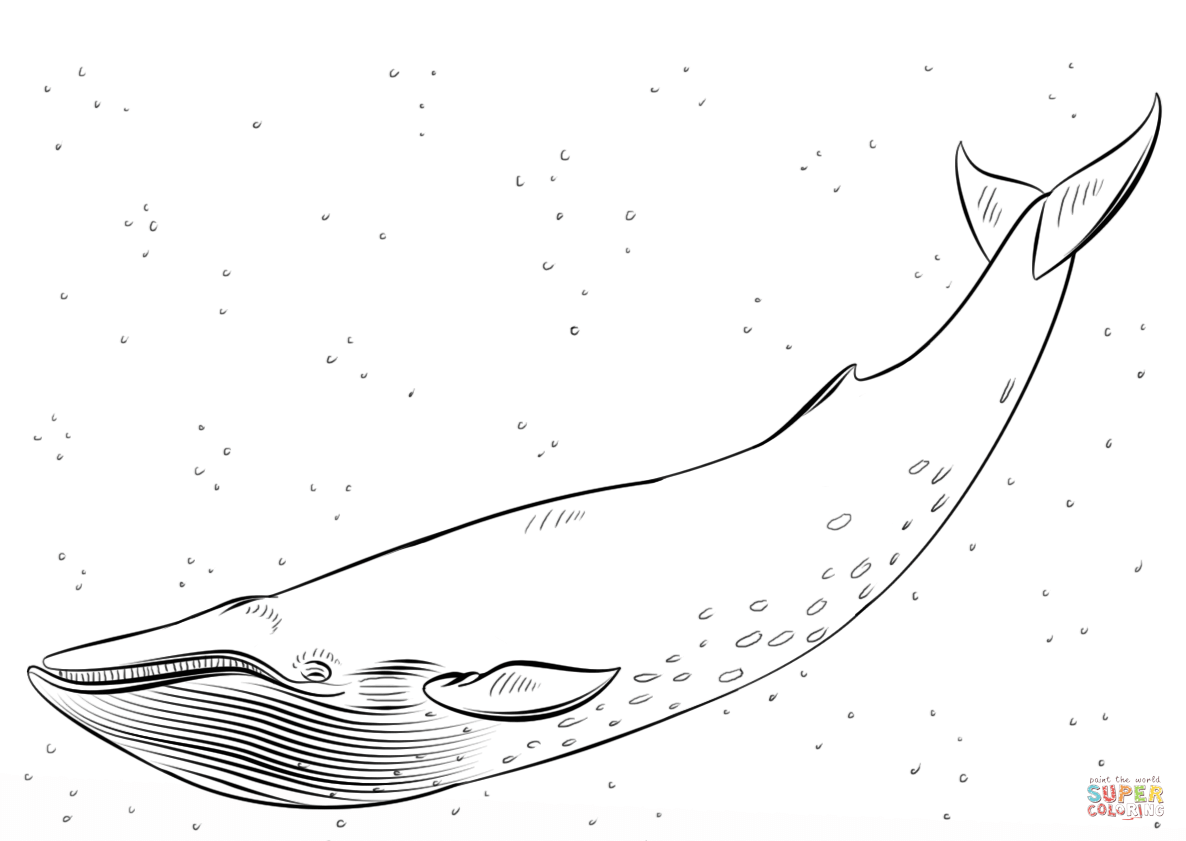 Blue whale coloring page free printable coloring pages