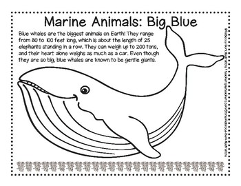 Blue whale fun fact coloring page by rebecca burk illustrations tpt