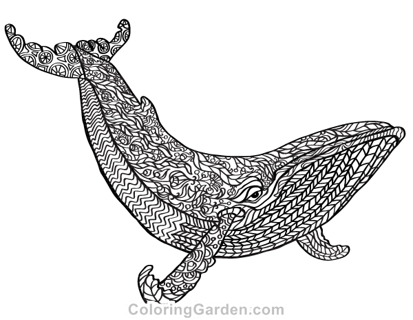 Whale adult coloring page