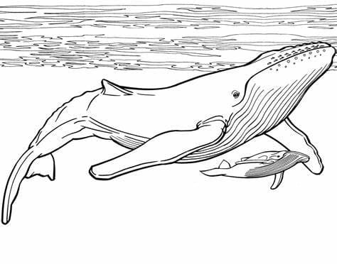 Mother and baby whale swimming coloring page