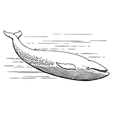 Printable whale coloring pages your toddler will love