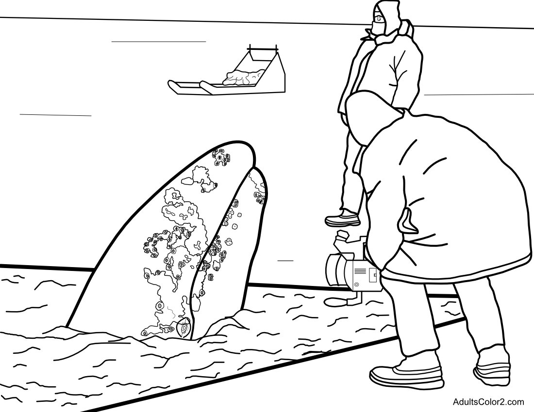 Whale coloring pages magnetic marine mammals