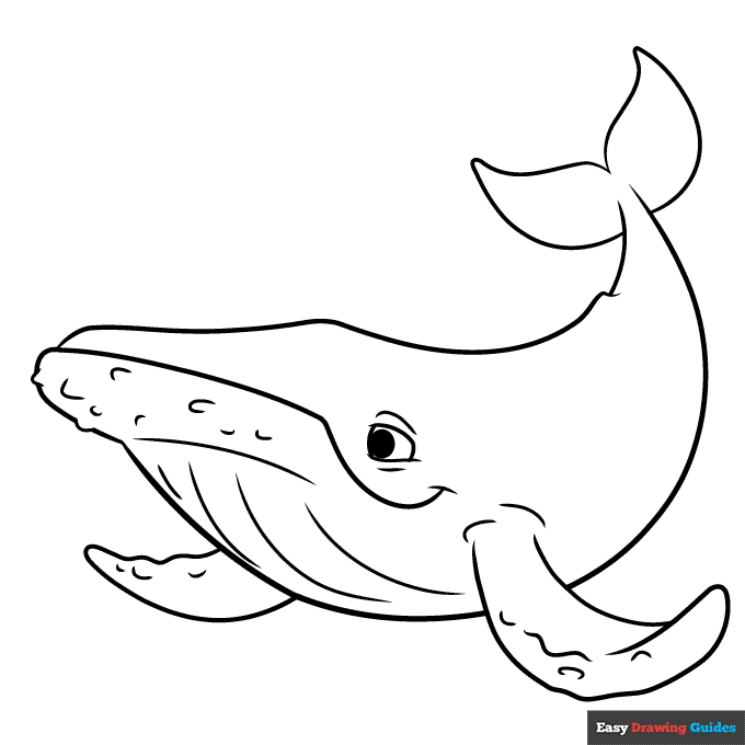 Humpback whale coloring page easy drawing guides