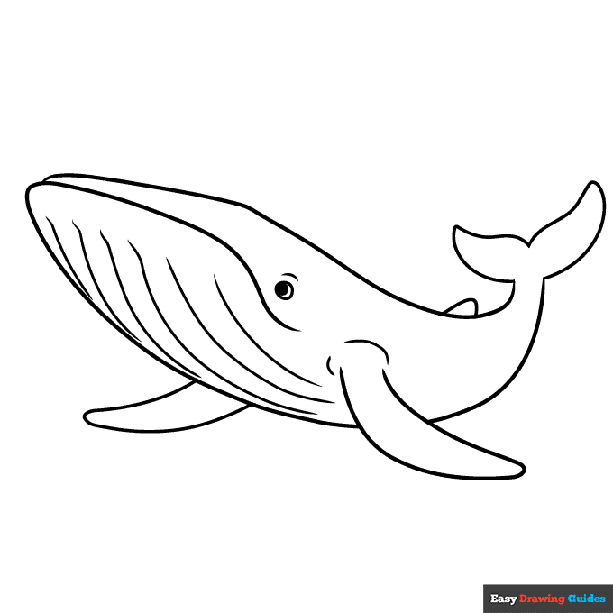 Blue whale coloring page easy drawing guides