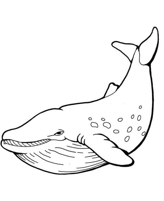 Free easy to print whale coloring pages