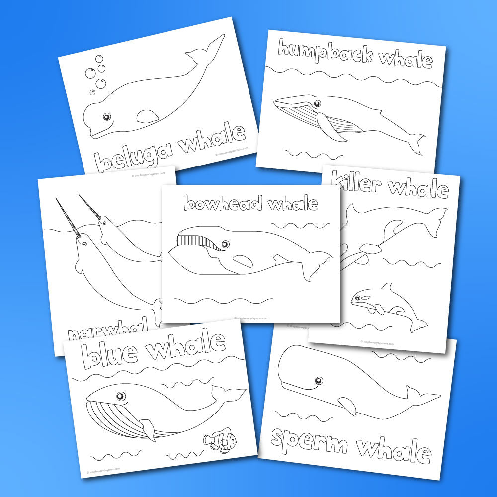 Whale coloring pages â simple everyday mom