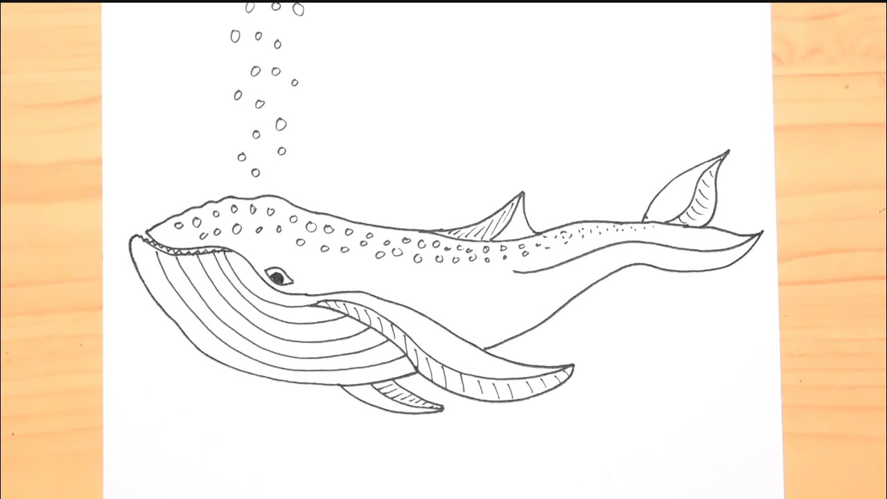 How to draw a whale fish outline drawing